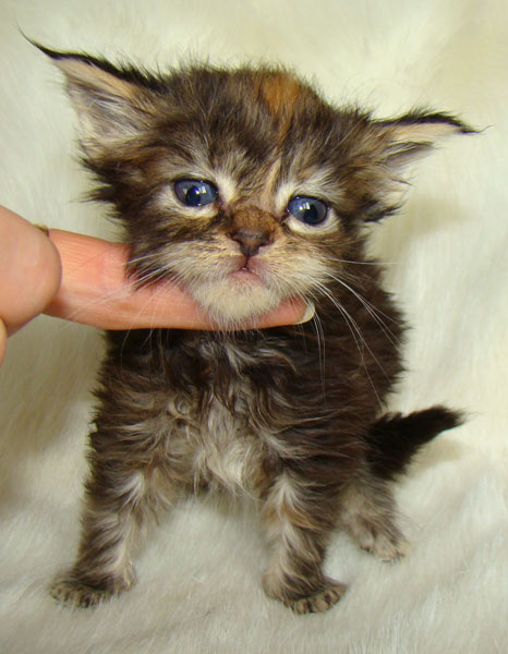     Catsvill County!   !    !       !!!    Catsvill County +7-926-544-74-09     .   ,   ,   ,    ,   ,  ,     ,   -,    ,   !